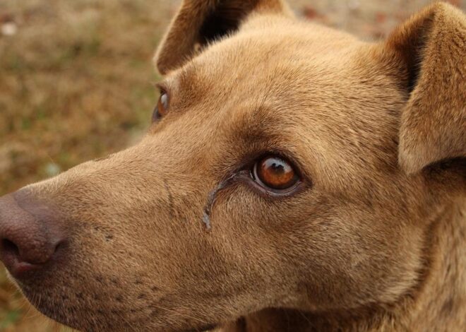 Seekor Anjing di Tulsa Bikin Rumah Majikan Kebakaran Usai Gigit Power Bank