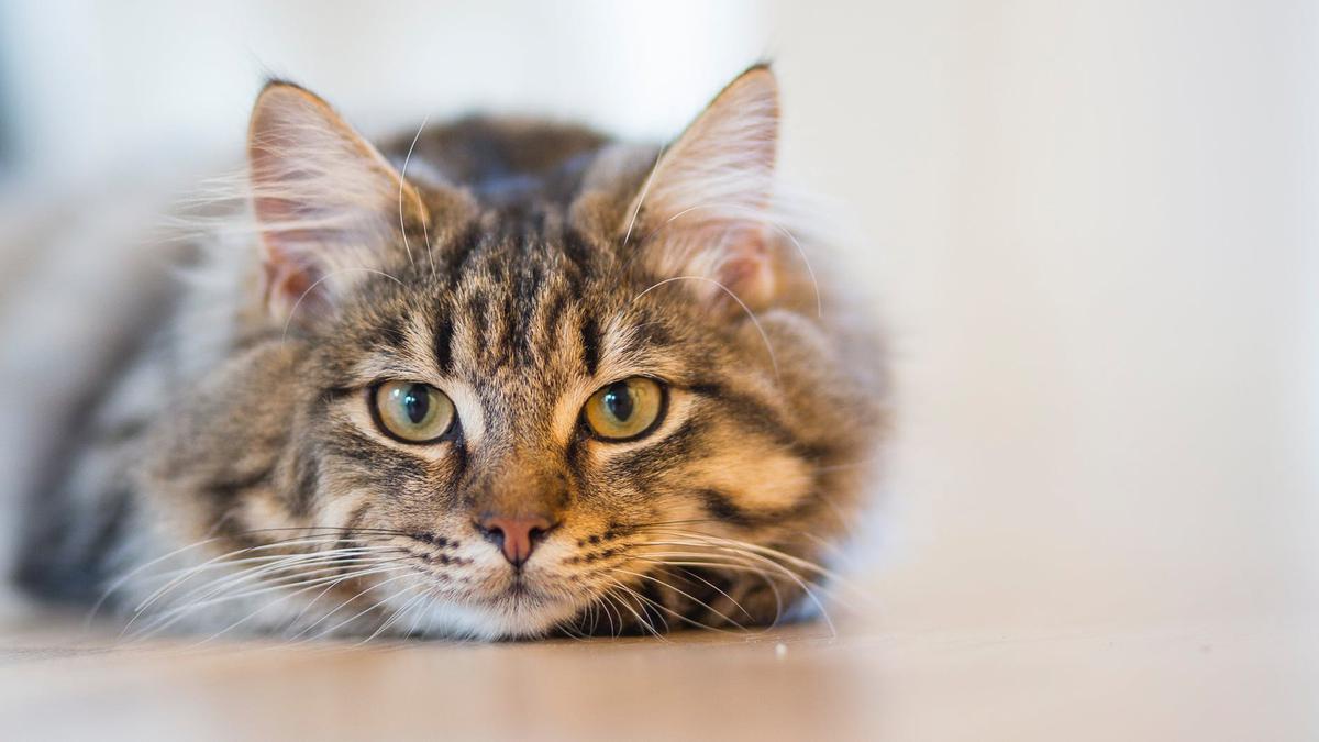 Berapa Lama Kucing Bisa Ditinggalkan Sendirian di dalam Rumah? Ini Kata Ahli