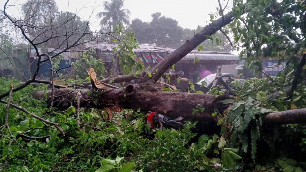 Hujan Deras di Kota Bogor, 2 Mobil Ringsek Tertimpa Pohon Tumbang