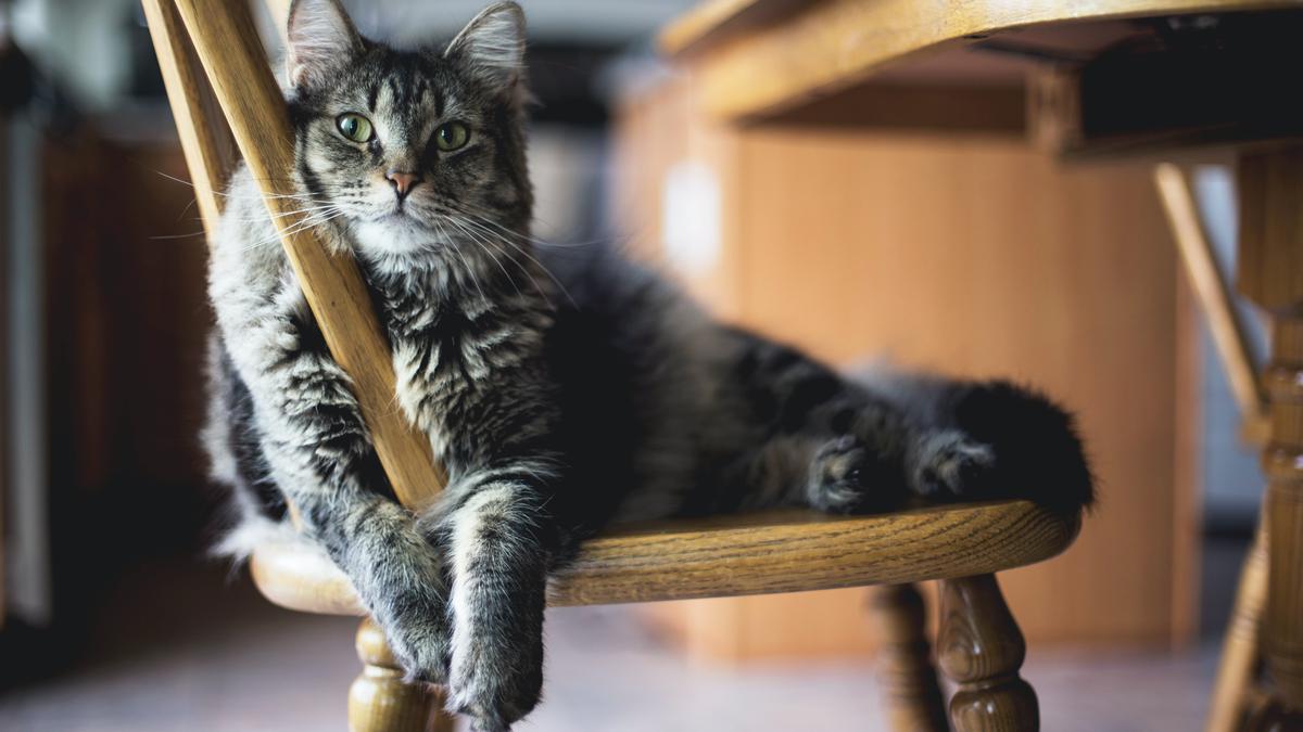 Kucing Hilang Berjalan Sejauh 1.287 Km Sebelum Kembali ke Pemiliknya