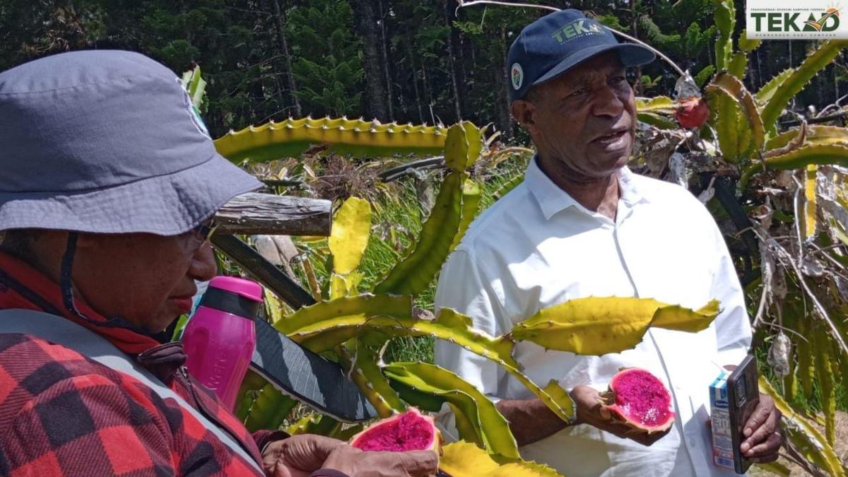 Kampung Siep Kosi Binaan Program TEKAD Jadi Sentra Buah Naga di Papua Pegunungan