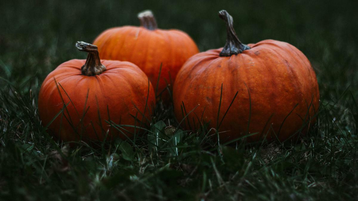 Punya Segudang Manfaat, Labu Halloween Bisa Jadi Superfood di Masa Depan?