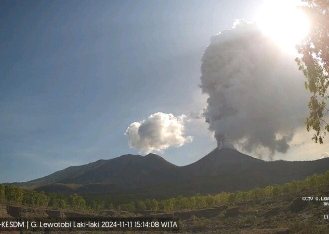 Gunung Lewotobi Laki-Laki Erupsi Lagi Senin Sore 11 November 2024, Semburkan Abu Tebal 2,5 Km ke Arah Barat