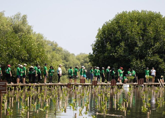 World Sustainability Day, Penanaman Mangrove Ini Imbangi 2,4 ton Emisi Karbon per Tahun