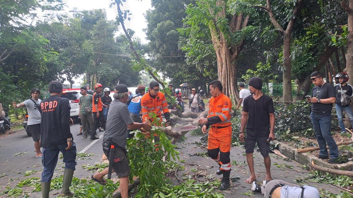 Penumpang Motor Tewas Tertimpa Batang Pohon di Bogor